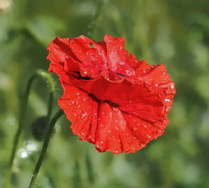  Mohn mit Wassertropfen.webp