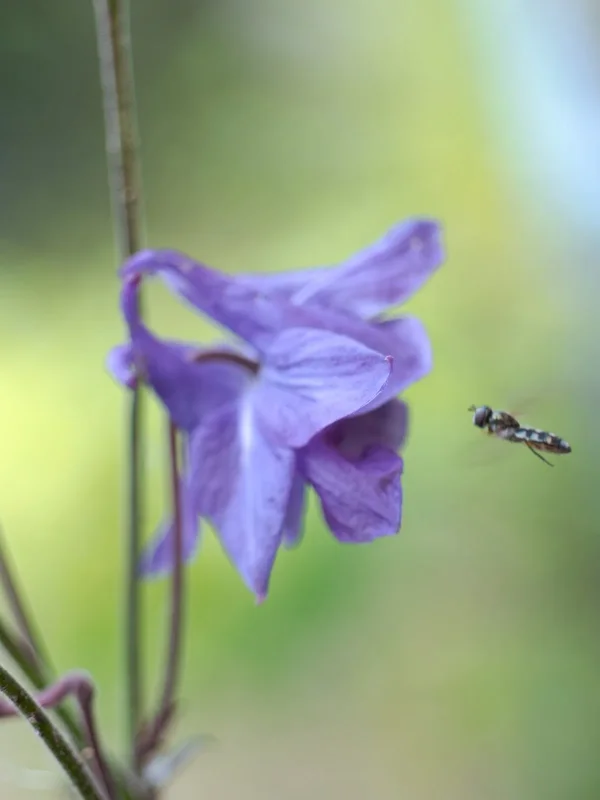 Anflug auf Blüte.webp