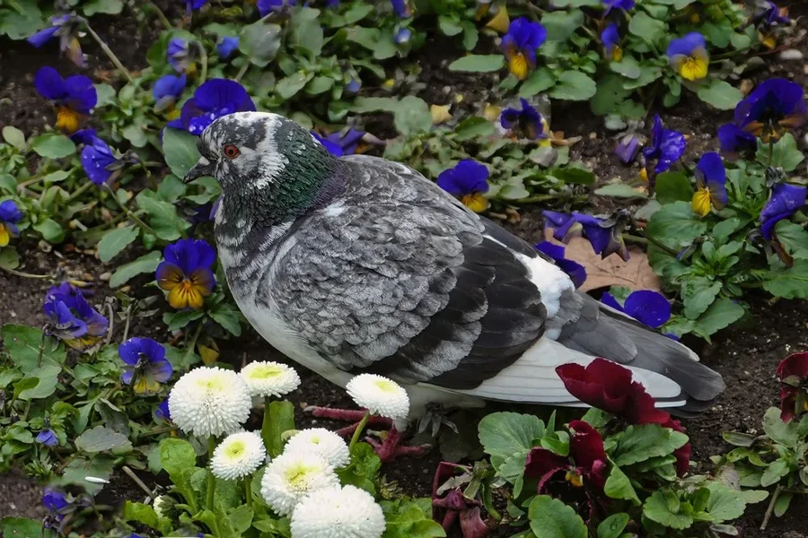TaubeEinzelninBlumenV5.webp