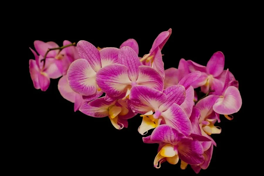 OrchideenzweigRosaWeissaufSchwarzSL3Si20200.webp