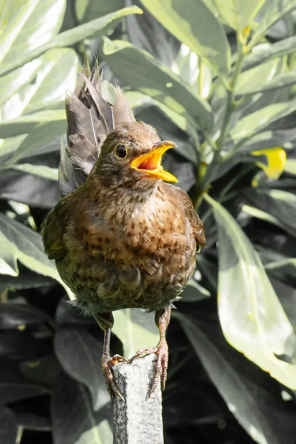 ci_A7507477.webp