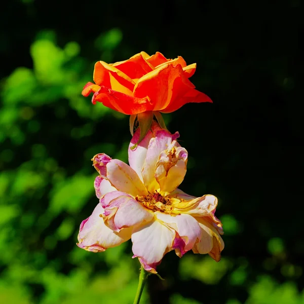 RosenorangeunweissverblühtSL3Si20200QUADRAT.webp