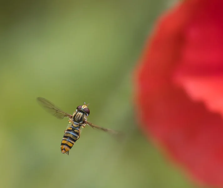 Schwebfliege im Anflug.webp