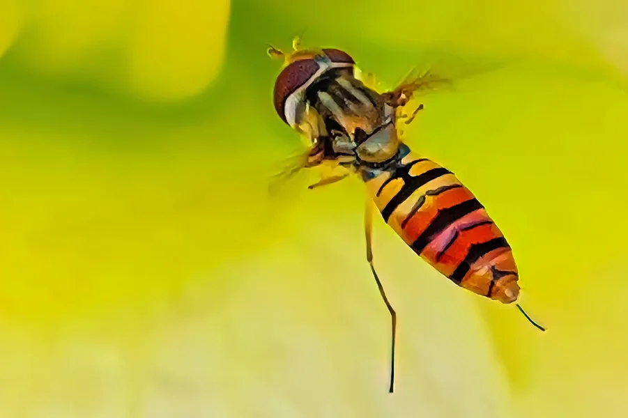 SchwebeflliegeangelbenStaubgefSL3Si20200EXTREMCROP.webp