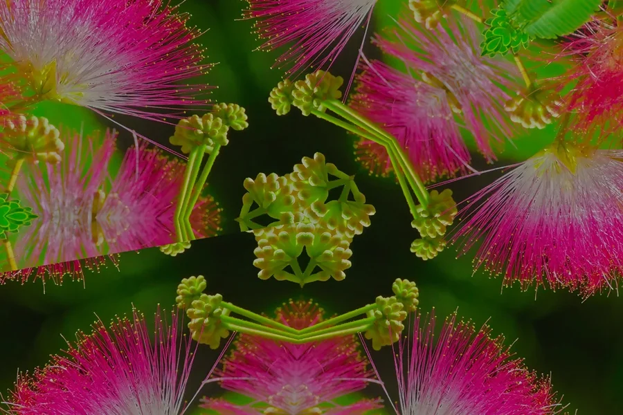 SchlafbaumBewacherdesBaumsARTWORK.webp