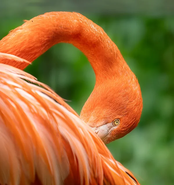 Flamingo.webp
