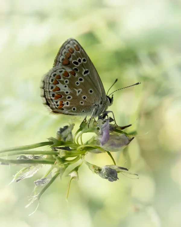ci_A7508207.webp