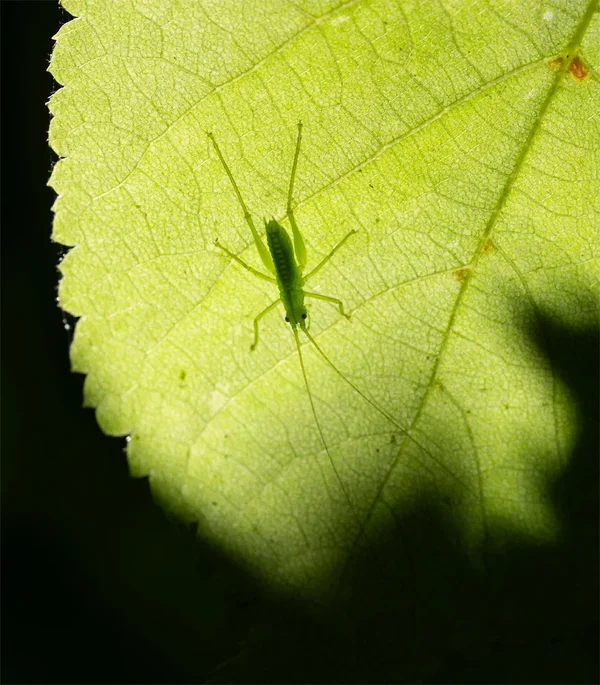 ci_A7508221.webp