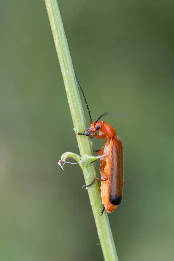 ci_A7508336.webp
