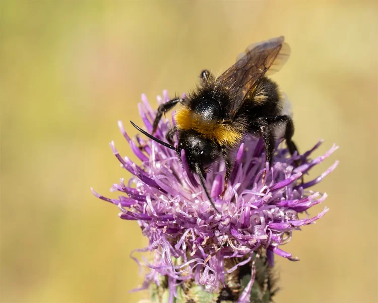 ci_A7508396.webp