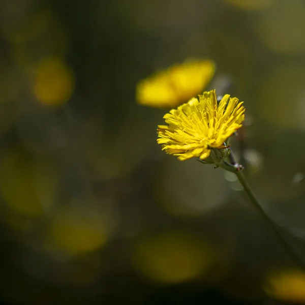 DSC_9823.webp