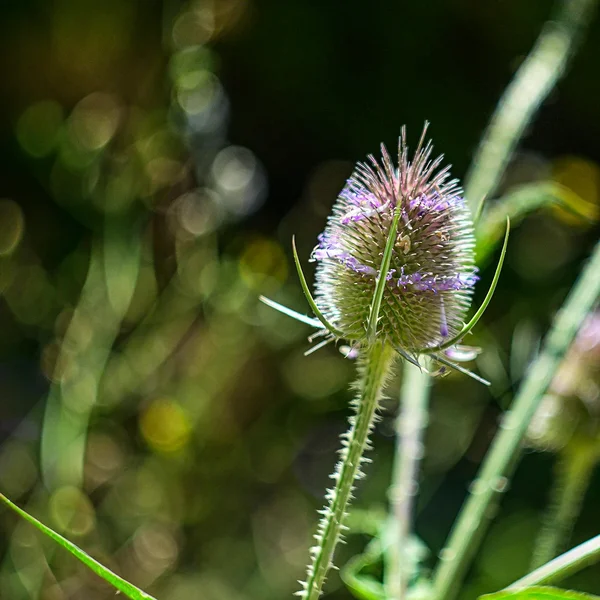 DSC_9836 A.webp