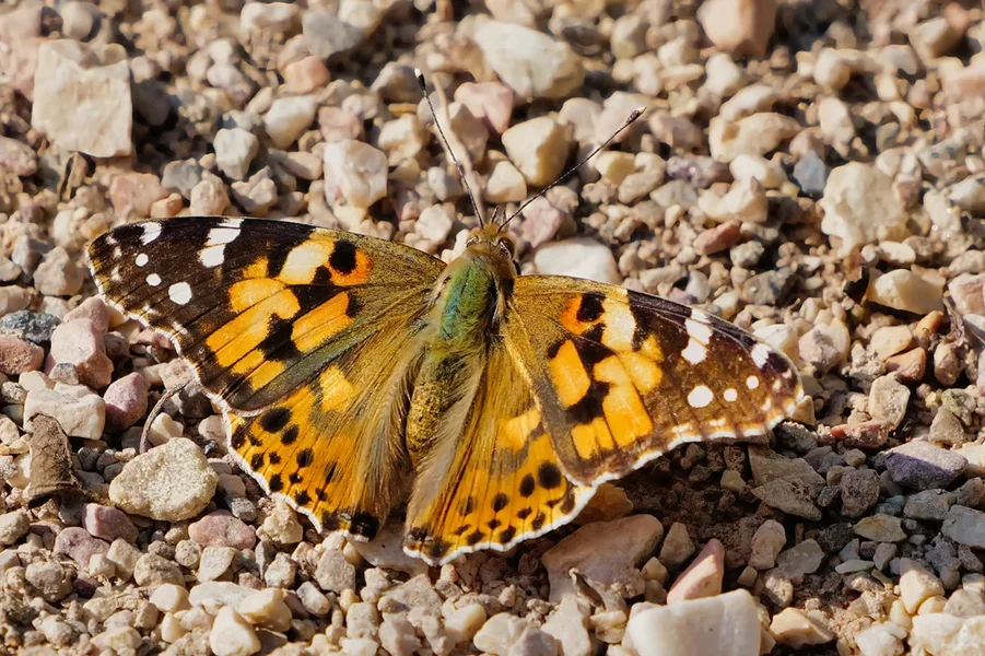 SchmetterlinggeflecktofffeneFlügelnObenSL3Si2020.webp