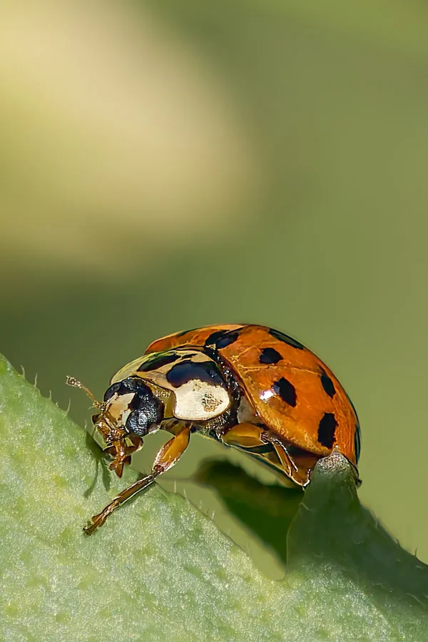 Garten 2025-1028_DxO-Bearbeitet.webp
