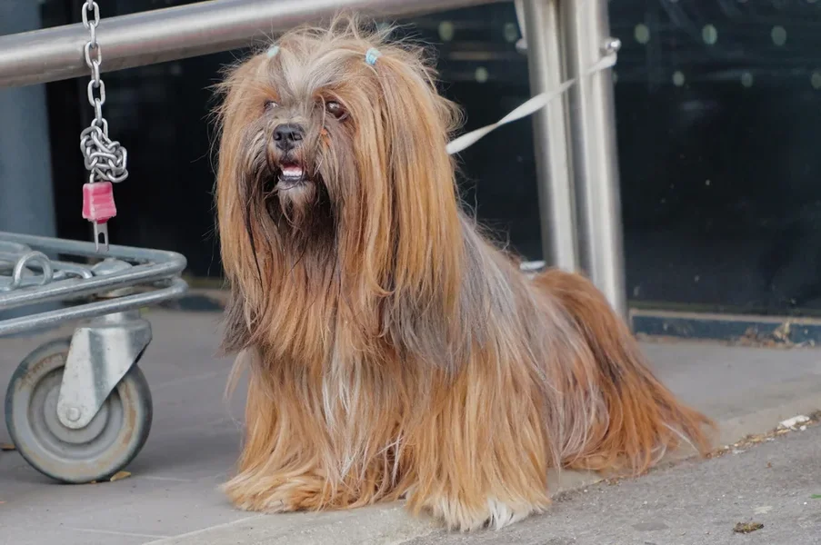 WartenderHundEINSSL3Si20200.webp
