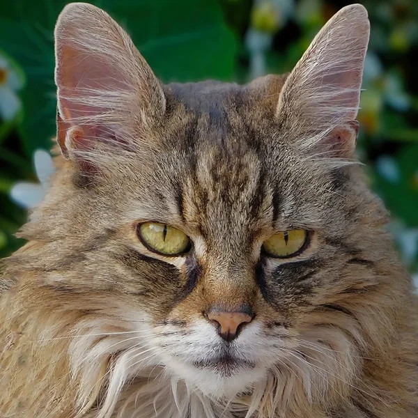 KatzenporträtQUADRATSL3Si2020FINFINFIN.webp