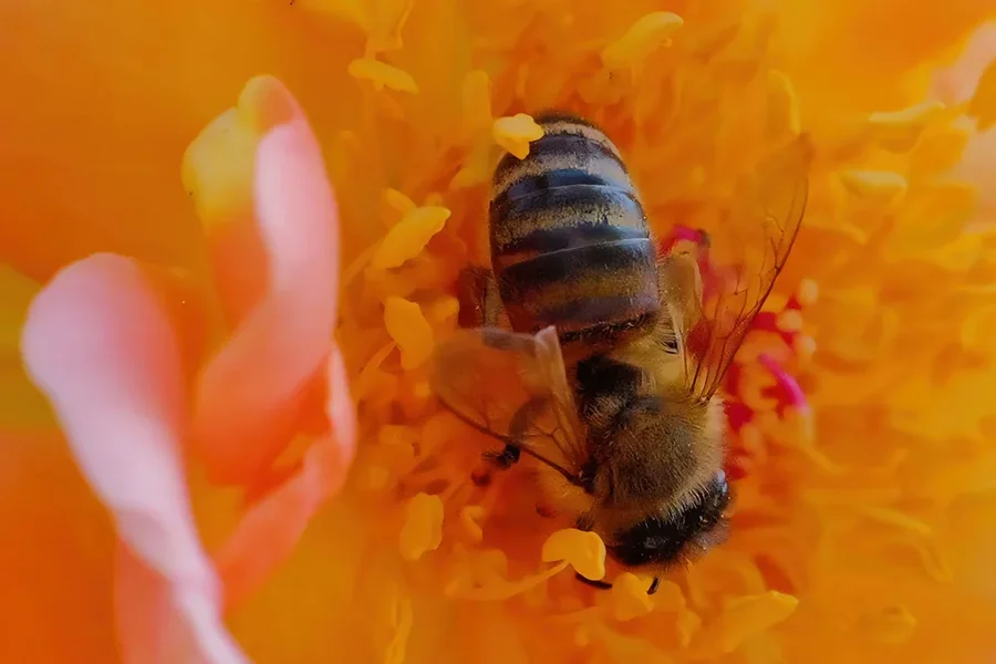 BieneinStuabgefRoterRoseBienenparadiesEINSSL3Si20200.webp