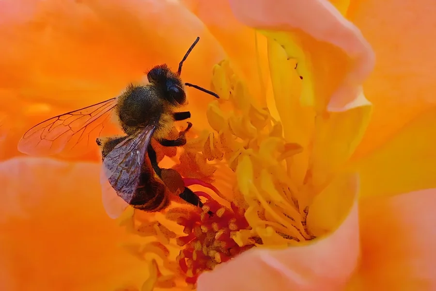 BieneinStuabgefRoterRoseBienenparadiesZWEISL3Si20200.webp