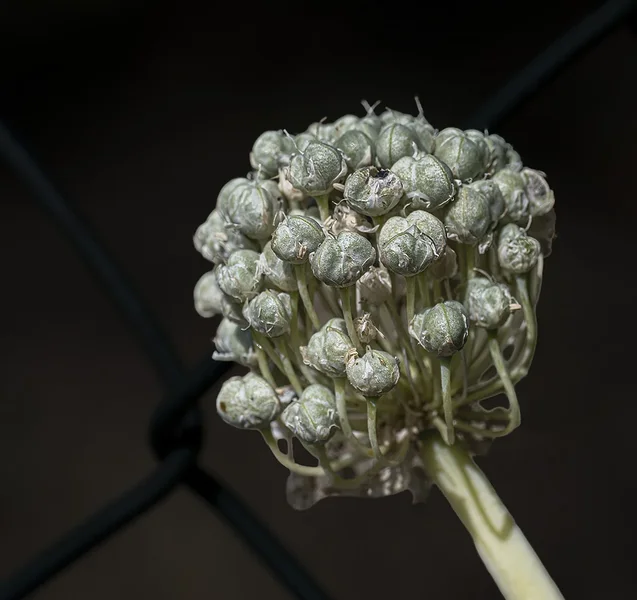 Allium DSC_0797.webp