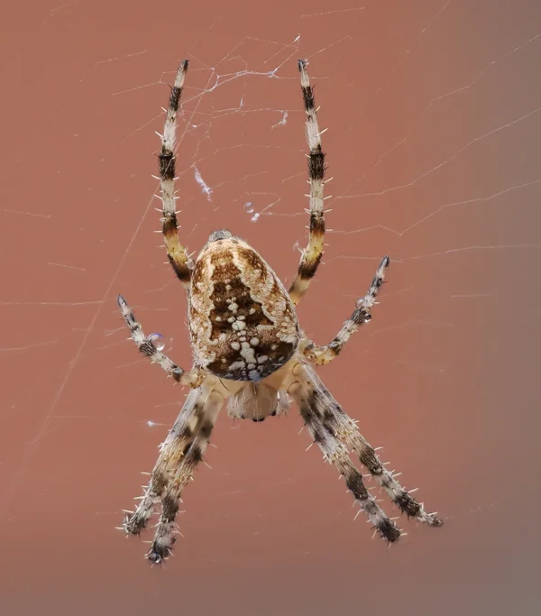 Kreuzspinne_2.webp