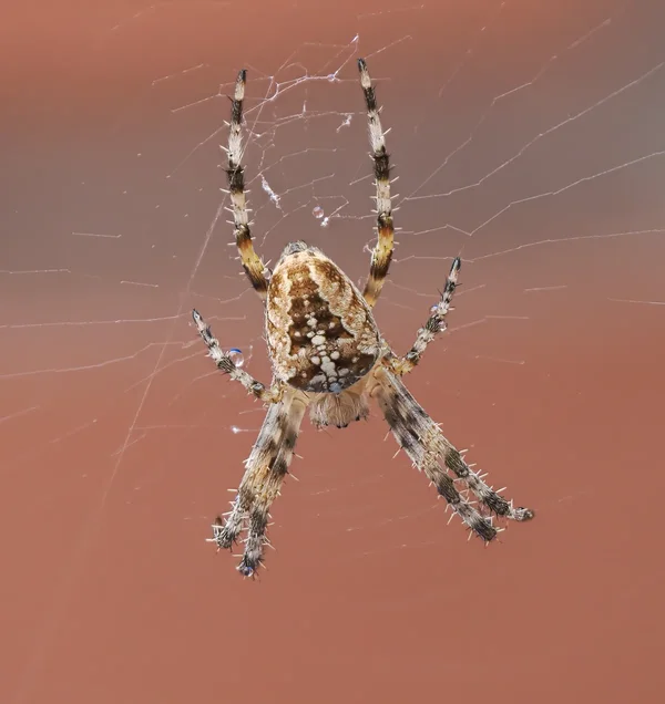 Kreuzspinne_3.webp