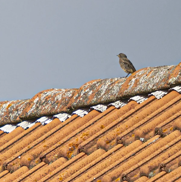 HZ9_3667A 200% 30x30 Zoom#8 Kopie Kopie.webp