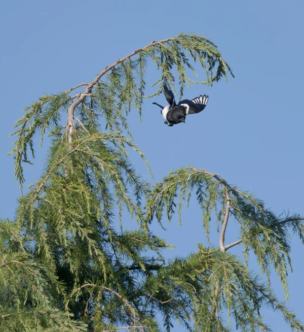 Elster im Abflug.webp Elster im Abflug.webp