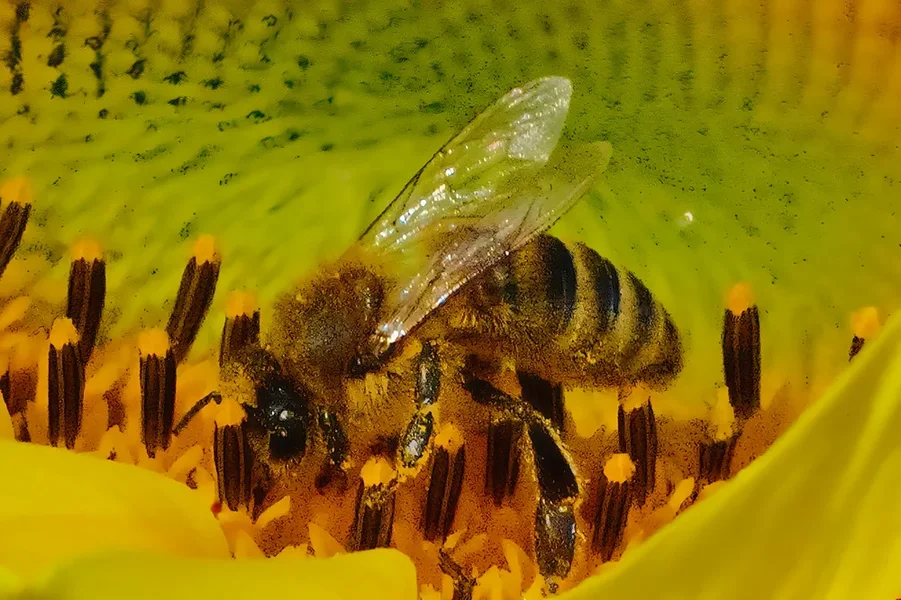 SonnenblumemBieneGROSSSL3Si20200.webp