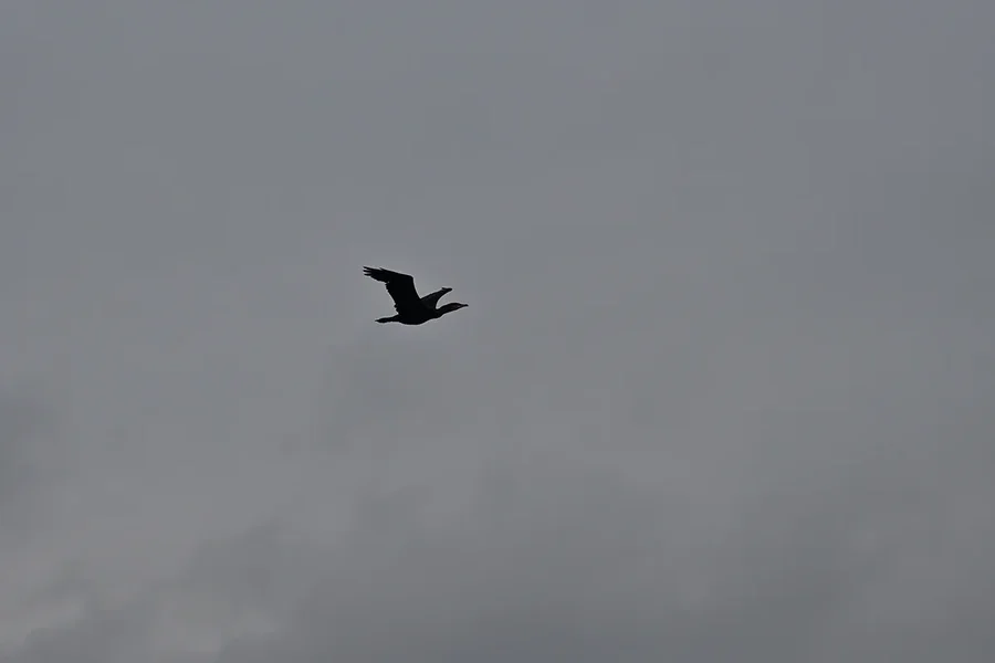 Kormoran im Flug Original DSC_8127.webp