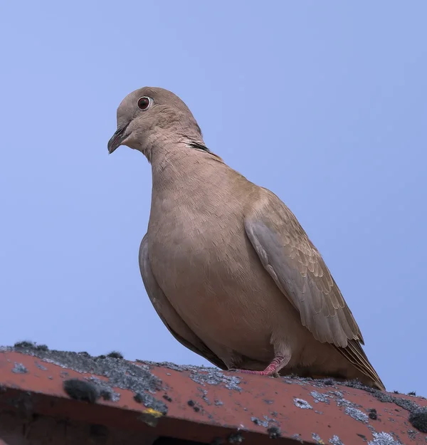 Täubchen.webp