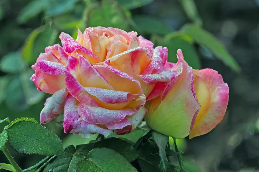 RosenRosaWeissmTropfenDUOZWEIOM190.webp
