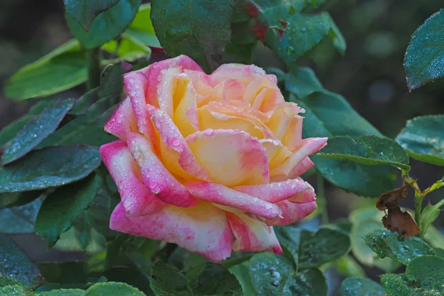 RoseRosaWeissmTropfenVIEROM190.webp