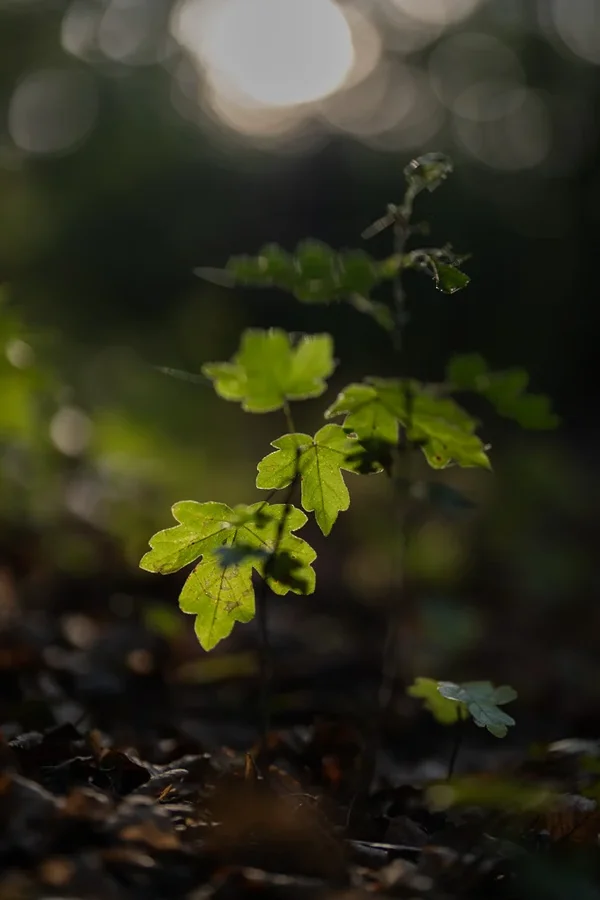 ci_A7503284.webp