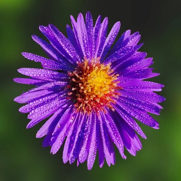 AsterBlauOM190.webp