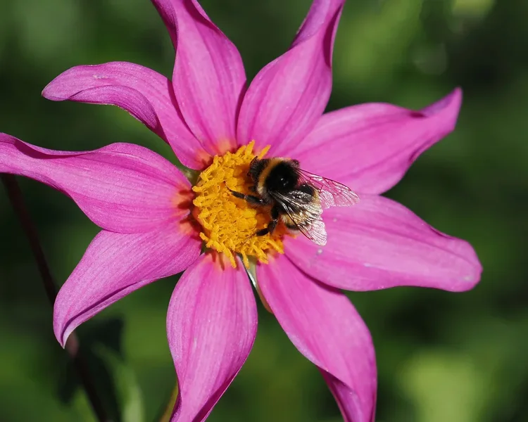 BlumeRosamgelbStaubgefuHummelOM140-150.webp BlumeRosamgelbStaubgefuHummelOM140-150.webp