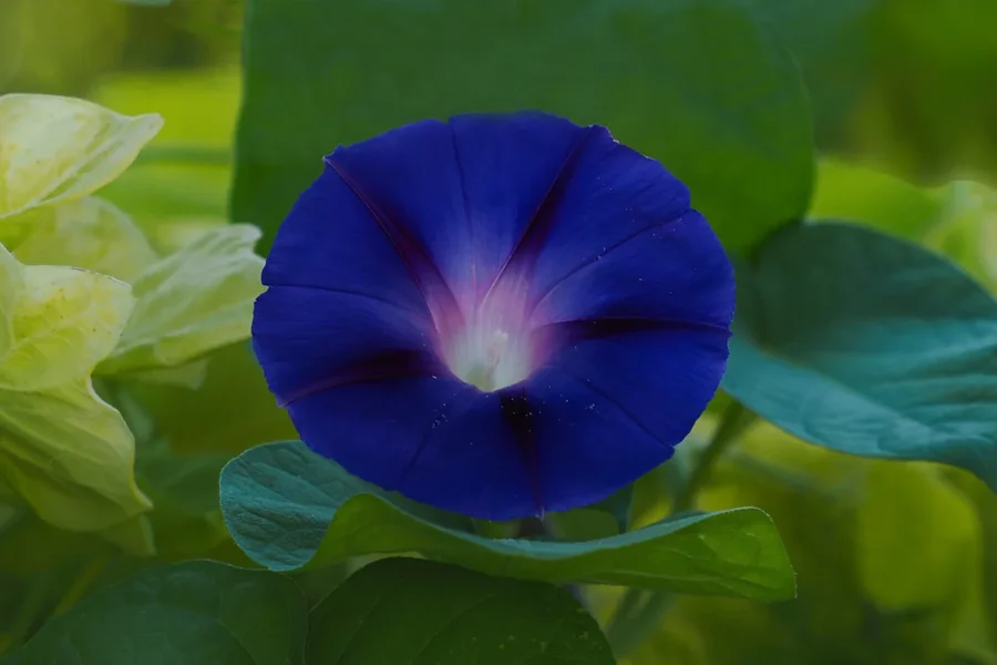 BlumeBlauGROSSmBlätterumfeldOM140-150.webp