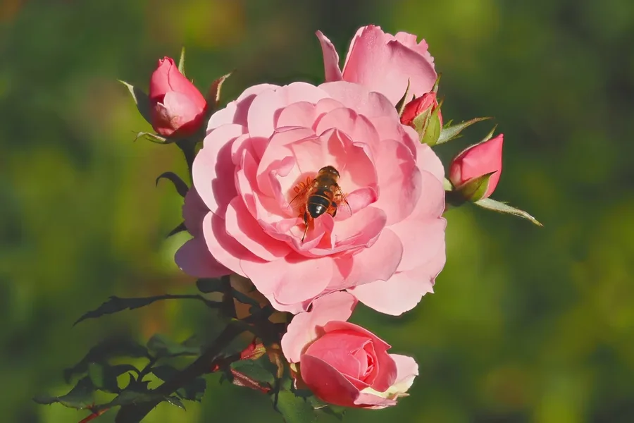 RoseRosamKnopsenundBieneim ZentrumOM1.webp