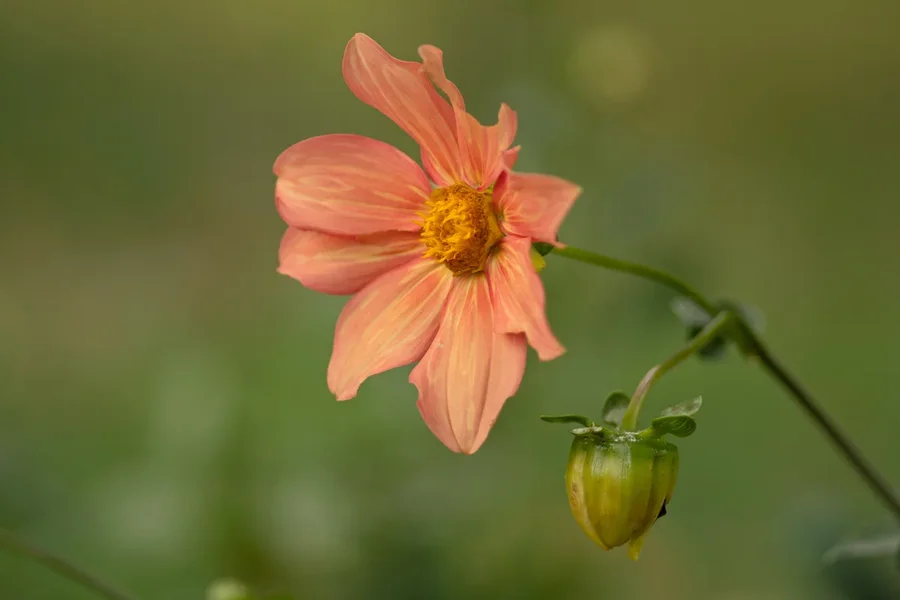 IMGP3795.webp