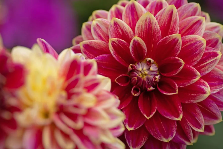 IMGP3863.webp