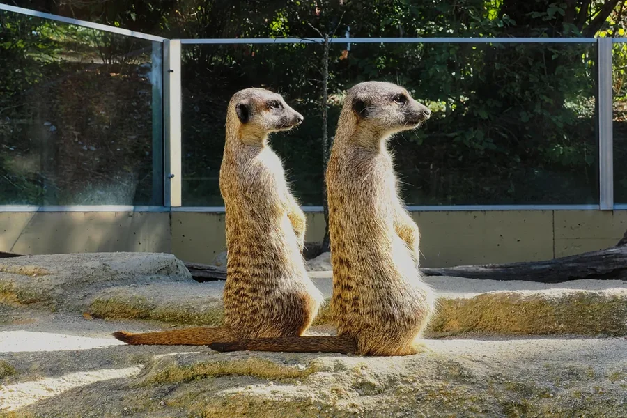 ZooSErdmännchenZWEIOM11240.webp