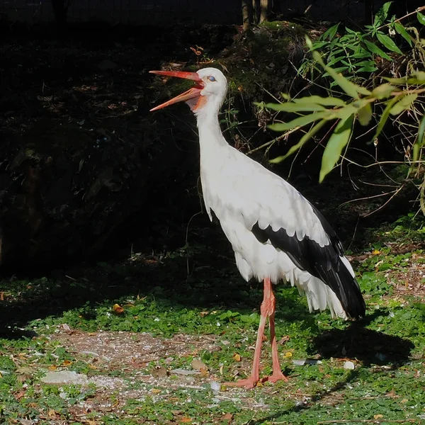 ZooSKlapperstorchQUADRAT.webp