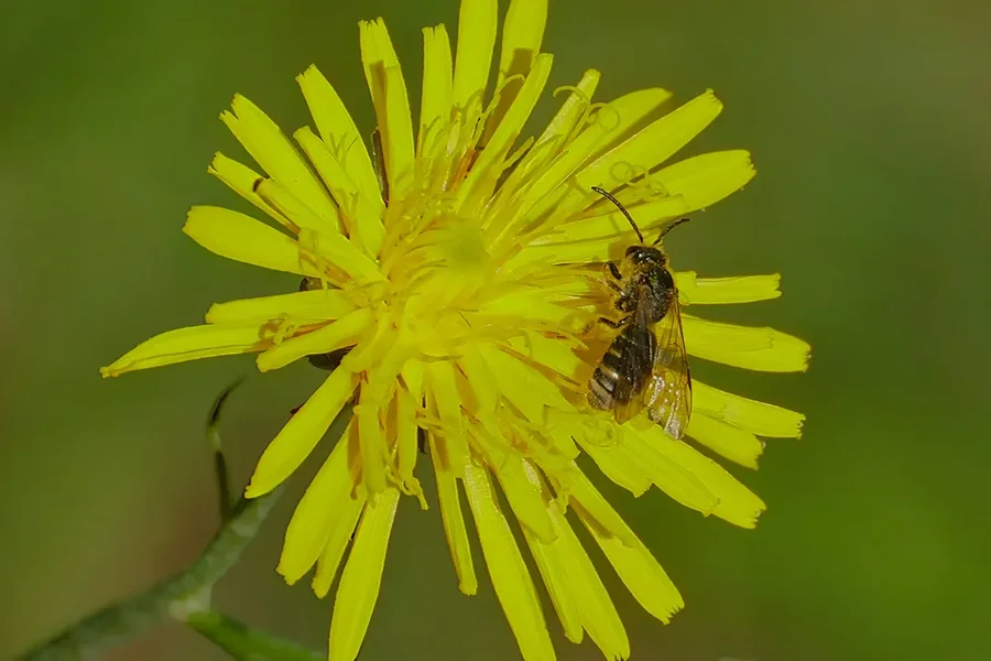 BieneaufgelbemBlumensternSL3.webp
