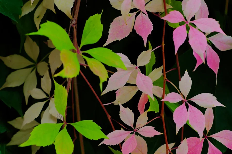 HerbstblätteraufSchwarzJapanSL3.webp