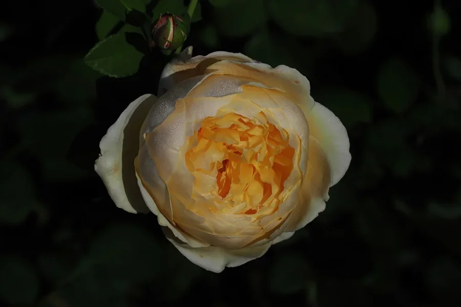 RoseLeuchtendimDunklenOM140150.webp