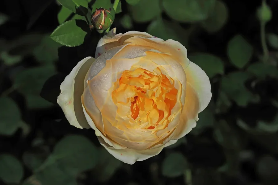 RoseLeuchtendimDunklenVARIANTOM140150.webp
