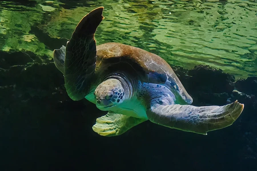 ZooSSchildkrötedirektfrontalzuschwimmendOM11240.webp