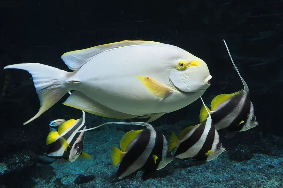 ZooSAquaEINSOM11240.webp