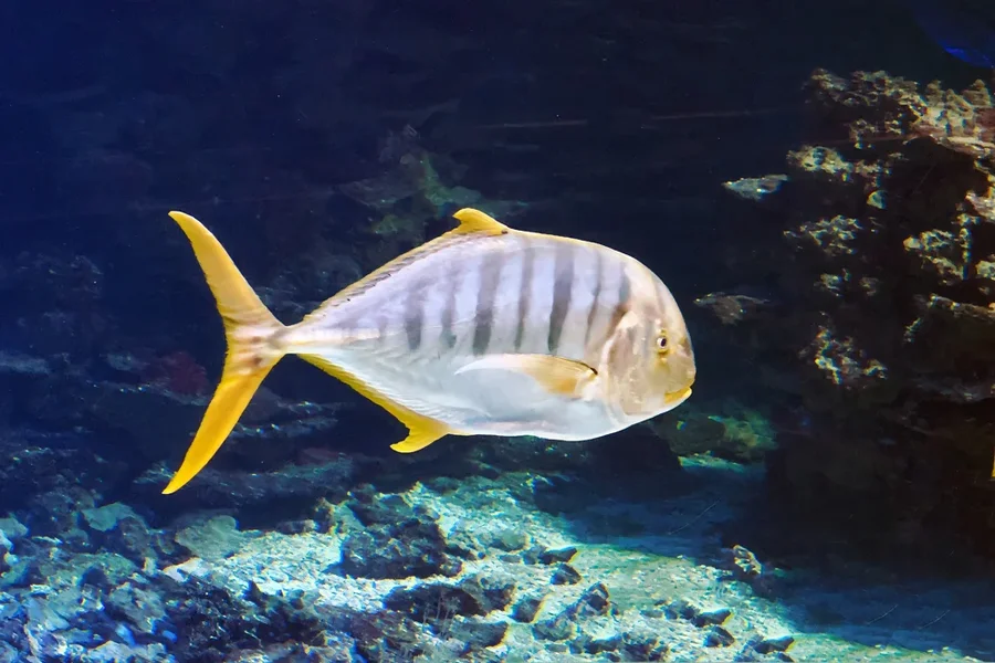 ZooSAquagestreifterFischZWEOM11240.webp