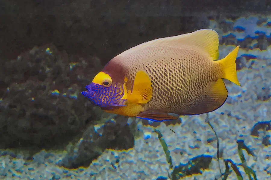ZooSbunterFischEINSOM11240.webp