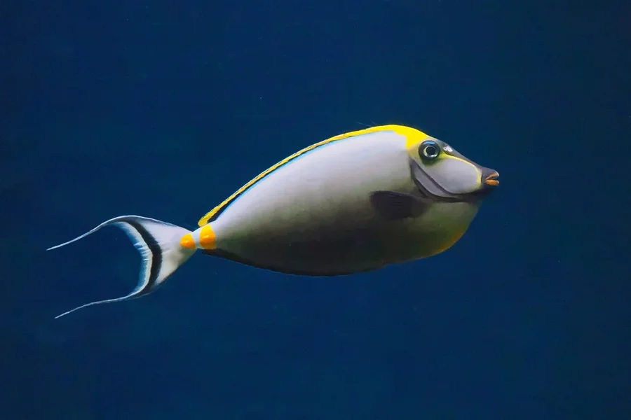 ZooSBunterfischSOLOEINSOM11240.webp